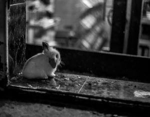 sklep_ze_zwierzentami